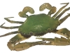 Crab2.jpg